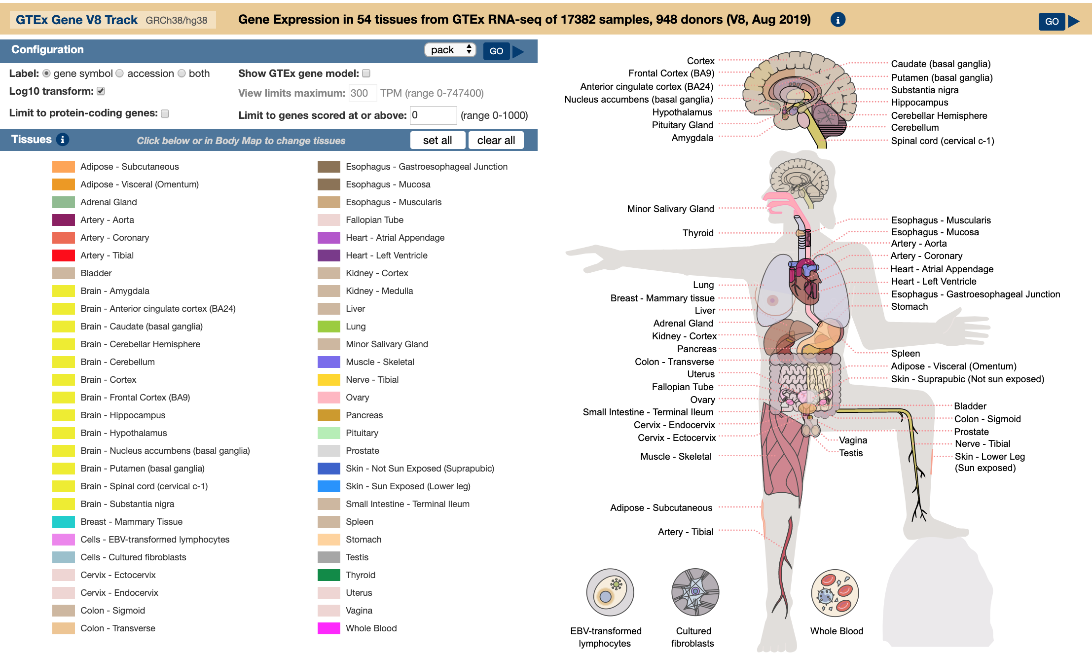 GTEx V8 gene expression bar chart track showing expression across tissues